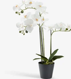 MATINUSPlante artificielle MATINUS H62cm orchidée blanche